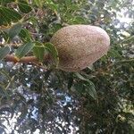 Swietenia mahagoni fruit picture by claire rascle (cc-by-sa)