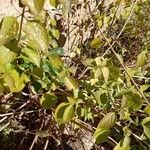 Celtis occidentalis habit picture by Stefano Lazzaretti (cc-by-sa)