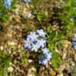 Myosotis arvensis flower picture by Léonard Thommy (cc-by-sa)