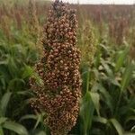 Sorghum bicolor fruit picture by Ondřej Večeře (cc-by-sa)