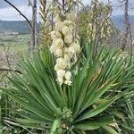 Yucca gloriosa flower picture by Fömpe Mick (cc-by-sa)