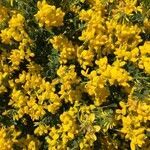 Coronilla minima flower picture by WillBe (cc-by-sa)