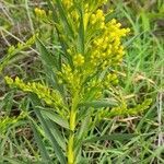 Solidago chilensis habit picture by Trap Hers (cc-by-sa)