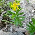 Hypericum sphaerocarpum flower picture by Dayton Ulrich (cc-by-sa)