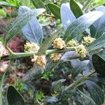 Buxus balearica leaf picture by manuelmm (cc-by-sa)
