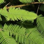 Mimosa xanthocentra leaf picture by Nelson Zamora Villalobos (cc-by-nc)