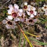 Chamelaucium uncinatum flower picture by Julia Wolpertinger (cc-by-sa)