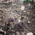 Jeffersonia diphylla flower picture by Bethany Nowviskie (cc-by-sa)