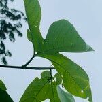 Passiflora platyloba leaf picture by Maria Laura Pizarro (cc-by-sa)