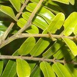 Cassia grandis leaf picture by Nelson Zamora Villalobos (cc-by-nc)
