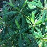 Euphorbia mellifera habit picture by David Hocken (cc-by-sa)
