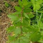 Thalictrum flavum leaf picture by Marjan Luteijn (cc-by-sa)