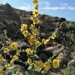 Verbascum sinuatum flower picture by carole Deblock (cc-by-sa)