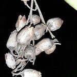 Nicotiana glauca fruit picture by Monteiro Henrique (cc-by-sa)