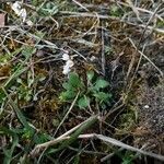Draba verna habit picture by Matt P. Walser (cc-by-sa)