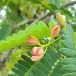 Tamarindus indica flower picture by Trap Hers (cc-by-sa)