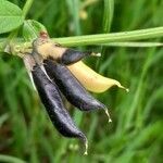 Vicia sepium fruit picture by Kai Best (cc-by-sa)