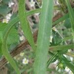 Symphyotrichum pilosum leaf picture by Pietro Brignoli (cc-by-sa)