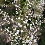 Aloysia citrodora flower picture by Diego Alex (cc-by-sa)