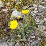 Hieracium villosum flower picture by Rudy Maex (cc-by-sa)