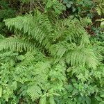 Dryopteris carthusiana habit picture by Llandrich anna (cc-by-sa)