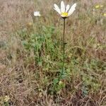 Anthemis cotula habit picture by Rico Mende (cc-by-sa)