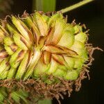 Carex hispida fruit picture by Martin Bishop (cc-by-sa)