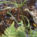 Cyperus friburgensis habit picture by Trap Hers (cc-by-sa)