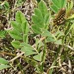 Indigofera schimperi leaf picture by susan brown (cc-by-sa)