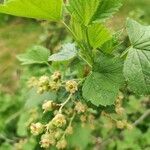Ribes nigrum flower picture by Ana Strohmajer Hleb (cc-by-sa)