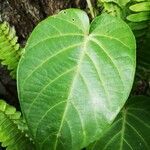 Passiflora ligularis leaf picture by sosa giovanni (cc-by-sa)