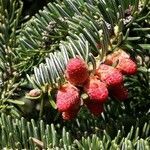 Abies pinsapo flower picture by Perez F (cc-by-sa)
