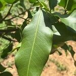 Melicoccus bijugatus leaf picture by Iri Llo (cc-by-sa)