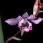 Galeandra styllomisantha flower picture by Daniel Barthelemy (cc-by-nc)