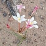 Hieronymiella clidanthoides habit picture by Trap Hers (cc-by-sa)