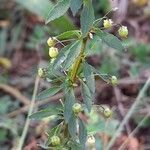 Scoparia dulcis fruit picture by Trap Hers (cc-by-sa)