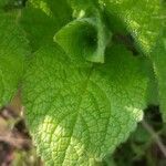 Mentha suaveolens leaf picture by exulans (cc-by-sa)