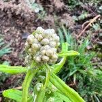 Anaphalis margaritacea fruit picture by Sans Attaches (cc-by-sa)