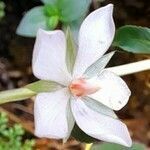 Sauvagesia erecta flower picture by Trap Hers (cc-by-sa)