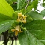 Diospyros kaki flower picture by Dieter Albrecht (cc-by-sa)