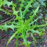 Sonchus congestus habit picture by Quentin Faye (cc-by-sa)