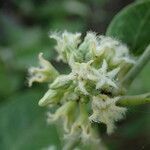Leptadenia lanceolata flower picture by Sylvain Piry (cc-by-sa)
