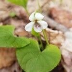 Viola renifolia flower picture by AudreyTurcotte (cc-by-sa)