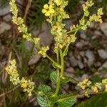 Verbascum chaixii leaf picture by Martin Bishop (cc-by-sa)