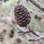 Alnus cordata fruit picture by Denis Bastianelli (cc-by-sa)
