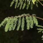 Mimosa diplotricha leaf picture by Nelson Zamora Villalobos (cc-by-nc)
