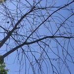 Prunus virginiana habit picture by Natural Ethik (cc-by-sa)