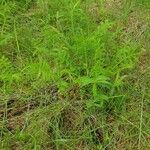 Agrimonia eupatoria habit picture by max (cc-by-sa)