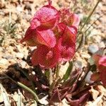 Rumex vesicarius flower picture by Stronks Erik (cc-by-sa)