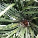 Fascicularia bicolor leaf picture by gilberte prigent (cc-by-sa)